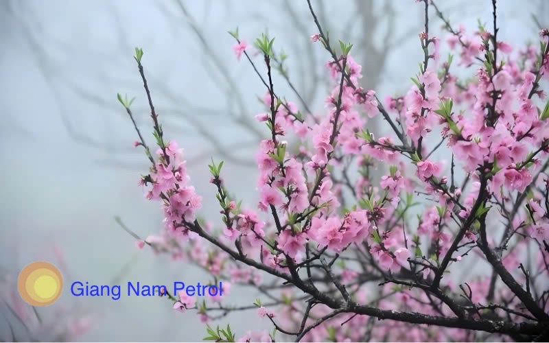 Giá dầu hôm nay (30/1): Dầu thô ổn định trong phiên