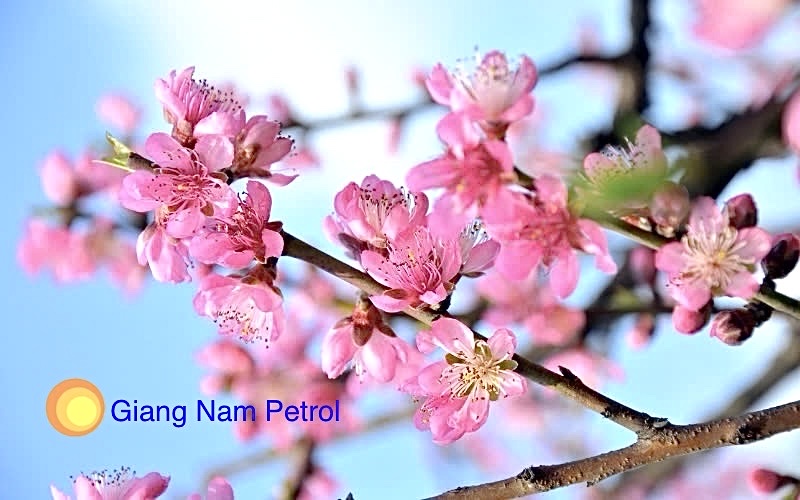 Giá dầu thế giới dứt chuỗi bốn tuần tăng liên tiếp