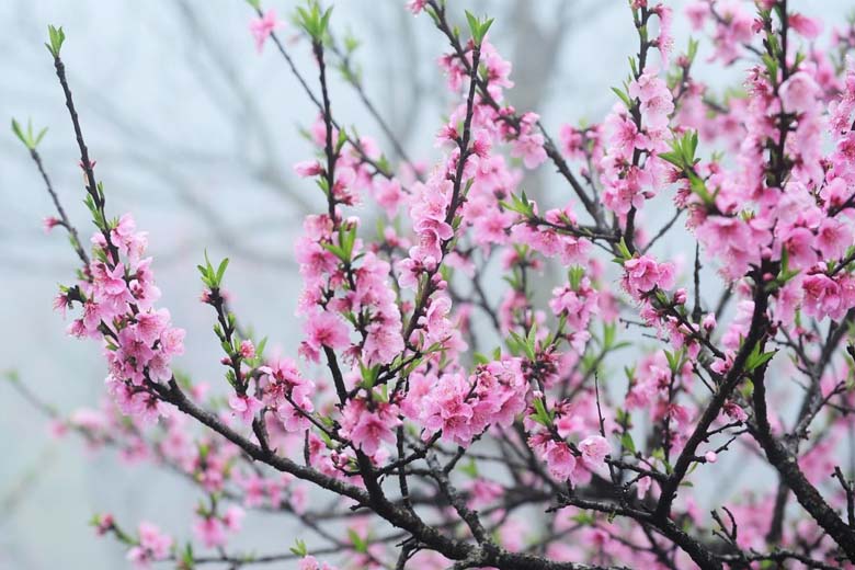 Giá dầu thô biến động nhẹ trước thềm đàm phán hạt nhân Mỹ - Iran