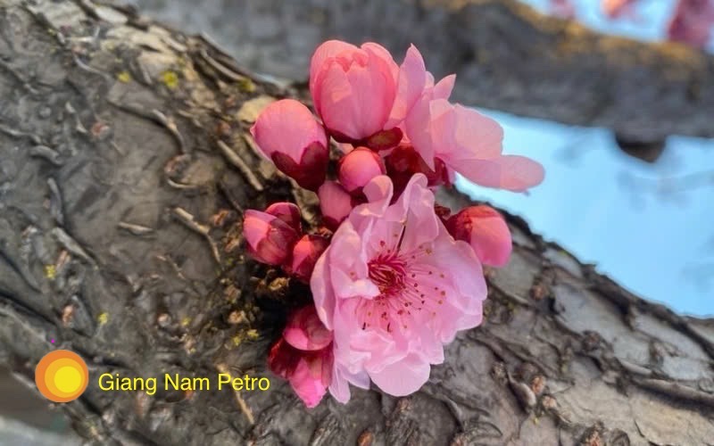 Giá dầu thô giảm nhẹ nhờ tín hiệu hạ nhiệt căng thẳng giữa Mỹ và Iran