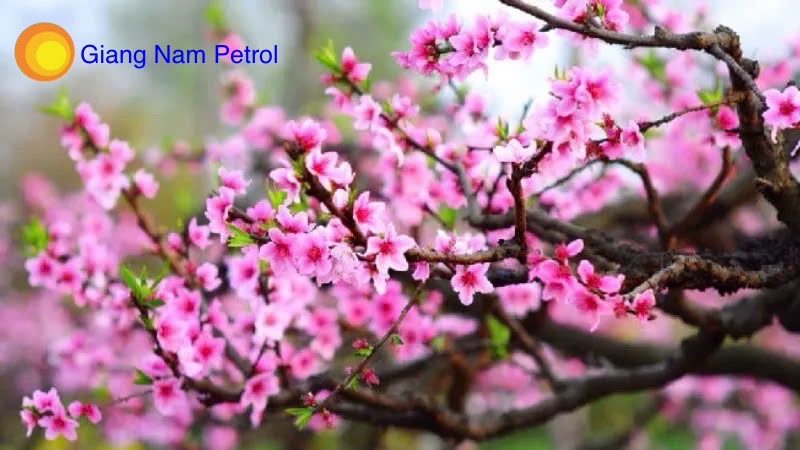 Thị trường dầu mỏ lo ngại chính sách thuế quan của Mỹ